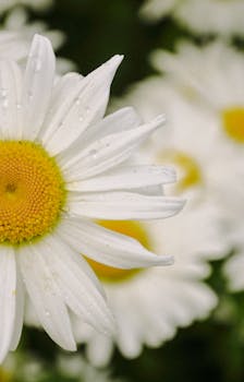 Close-up of a white chamomile flower with dew in a vibrant garden setting.