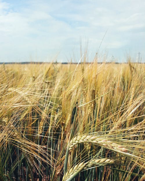 Wheat Field Under Blue Sky