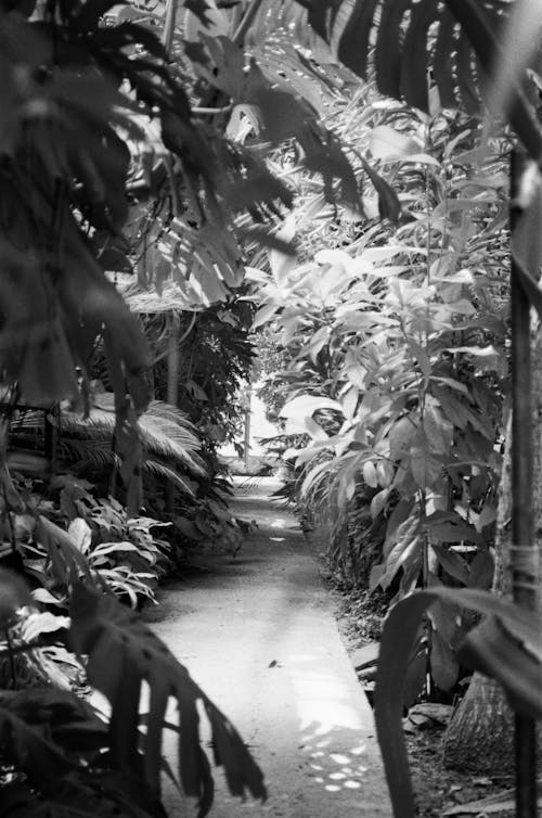 A Grayscale of a Pathway Surrounded by Various Plants