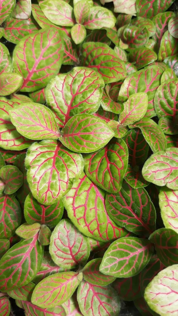 Close-up Shot Of Nerve Plant