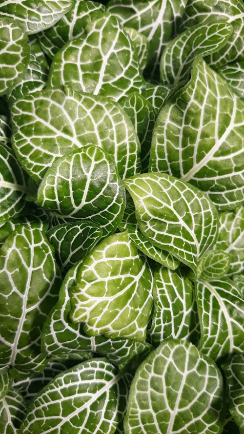 Green Leaves with White Veins of Fittonia