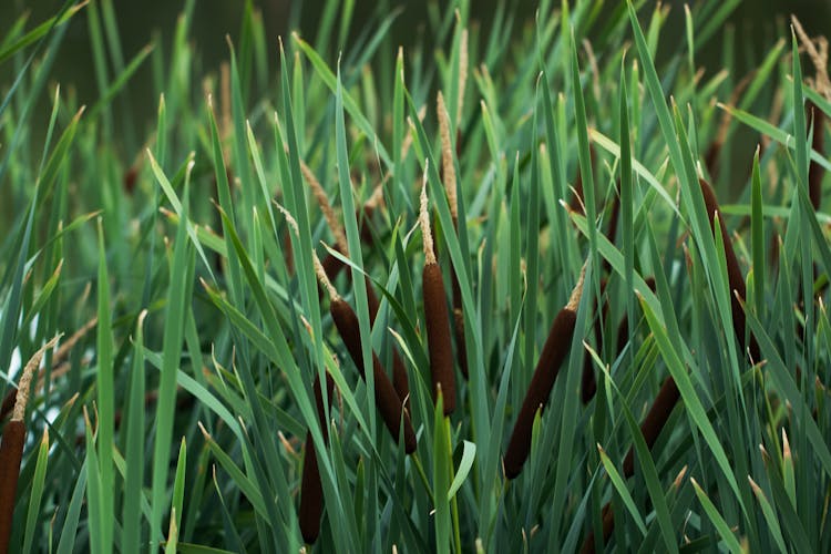 Bulrush Plant On Green Leaves 