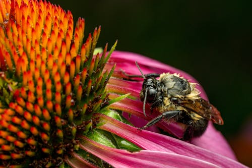 A Close-Up Shot of a Bee Pollinating on Flower