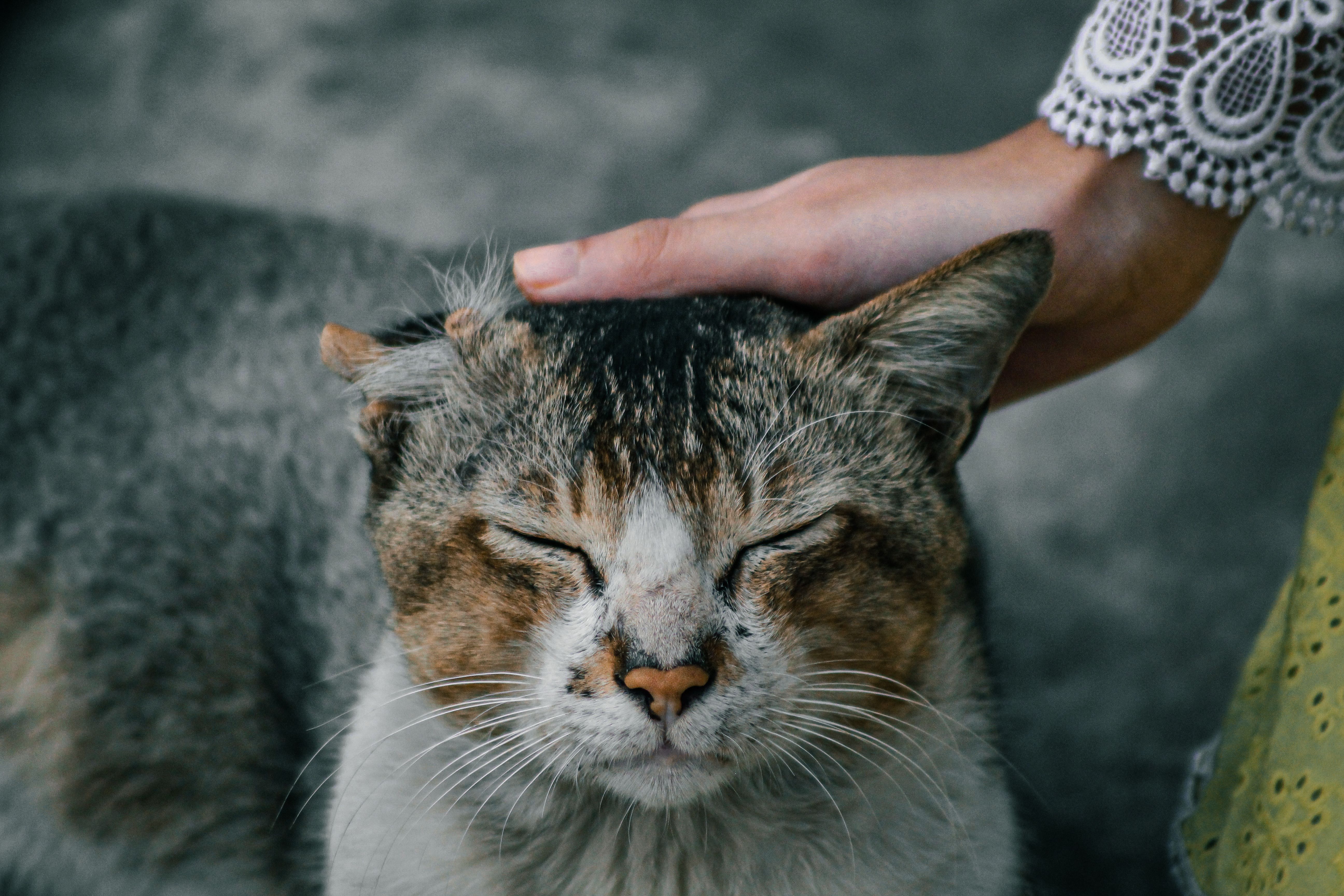 Katze wird ruhig gestreichelt