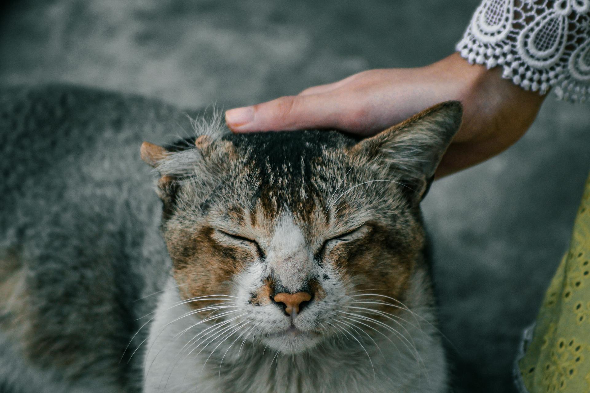 Person Petting a Cat