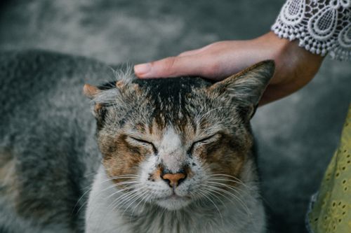 Free A person gently pets a content street cat with closed eyes, enjoying the moment. Stock Photo
