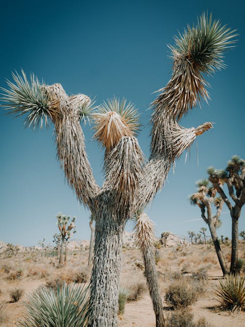 Joshua Trees on a Deserted Land