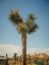 Joshua Tree Under Blue Sky