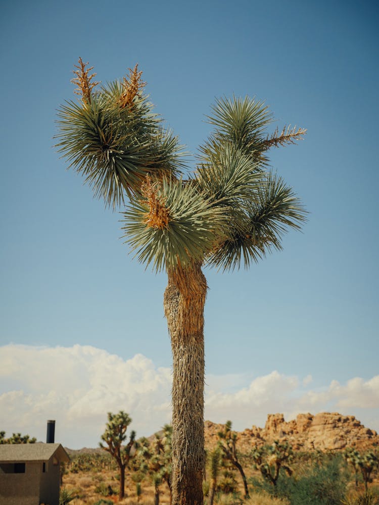 Joshua Tree Under Blue Sky