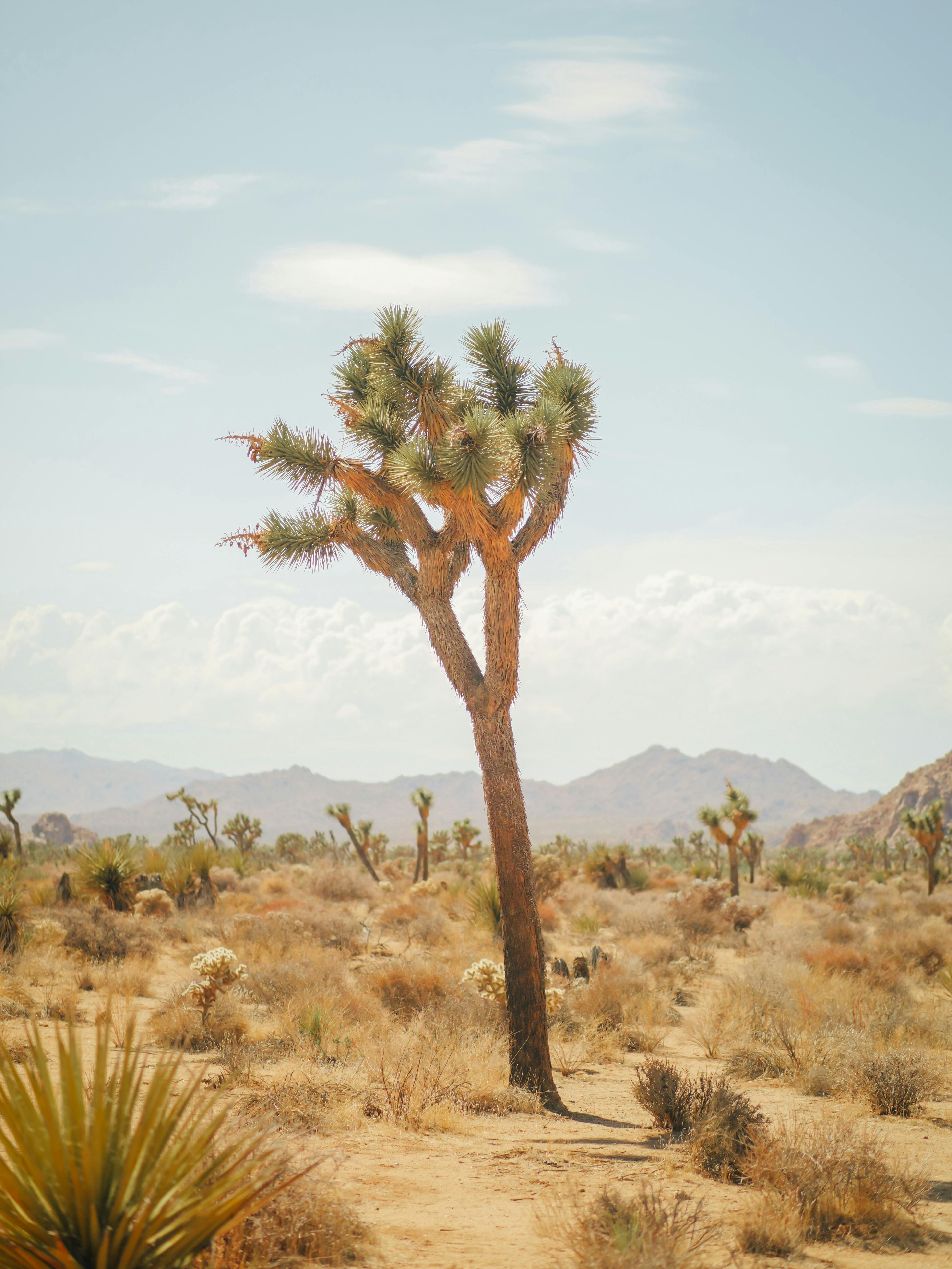 joshua trees on desert