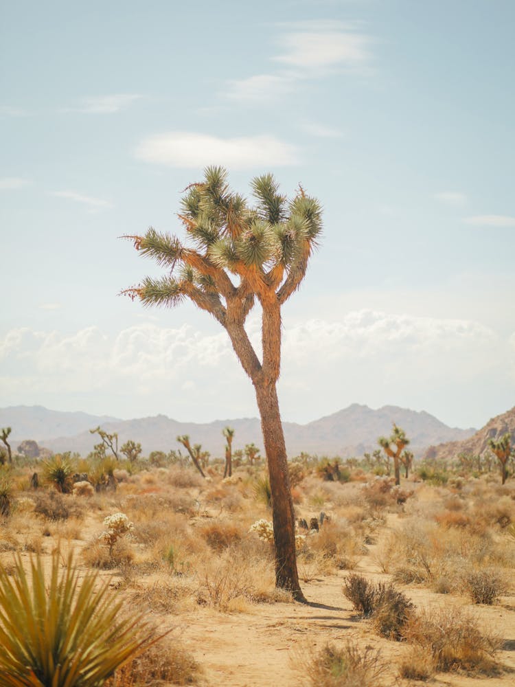 Joshua Trees On Desert