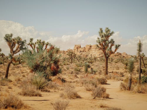 Joshua Trees on the Desert