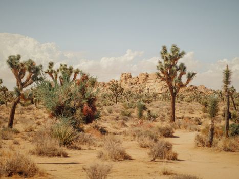 Free stock photo of arid, bush, cacti