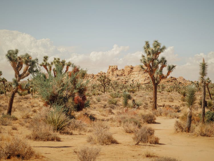 Joshua Trees On The Desert