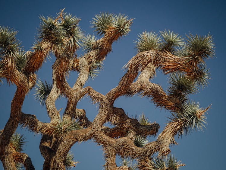 Joshua Tree Under Blue Sky