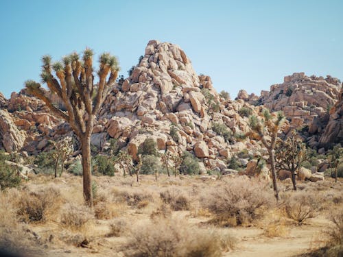 Imagine de stoc gratuită din arid, cactus, cactuși