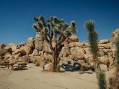 Rock Formation Behind a Joshua Tree
