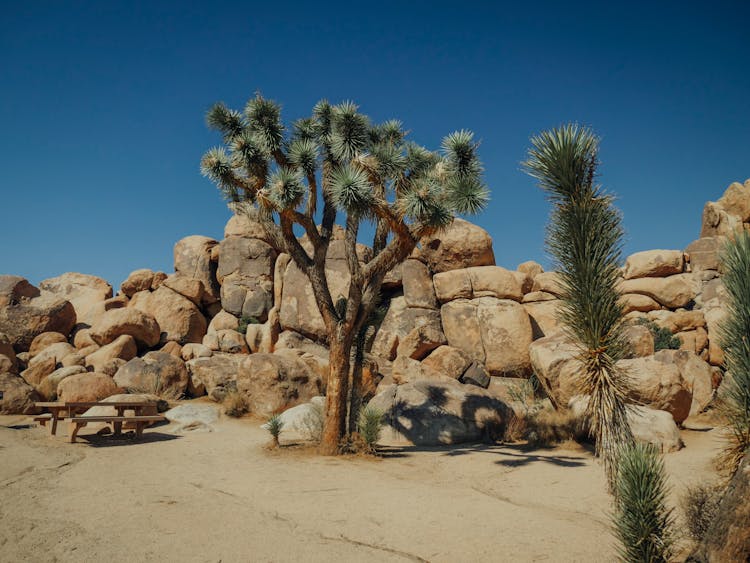 Rock Formation Behind A Joshua Tree