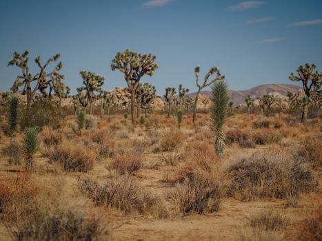 Explore the unique desert landscape of Joshua Tree National Park with iconic Joshua trees under a clear blue sky.