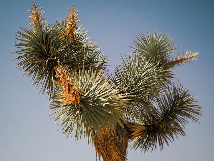 A Close-Up Shot Of A Joshua Tree