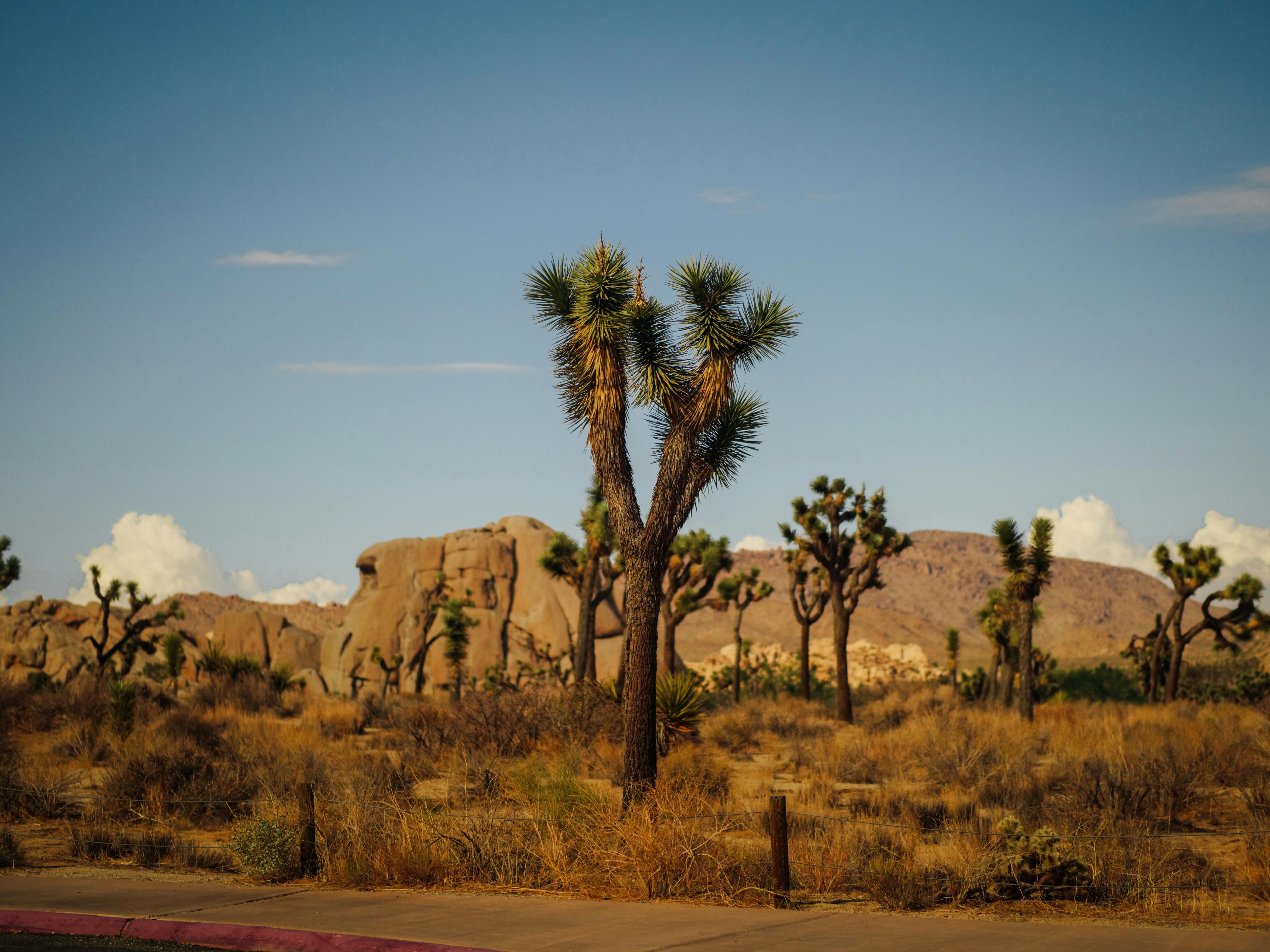 desert tress under the blue sky