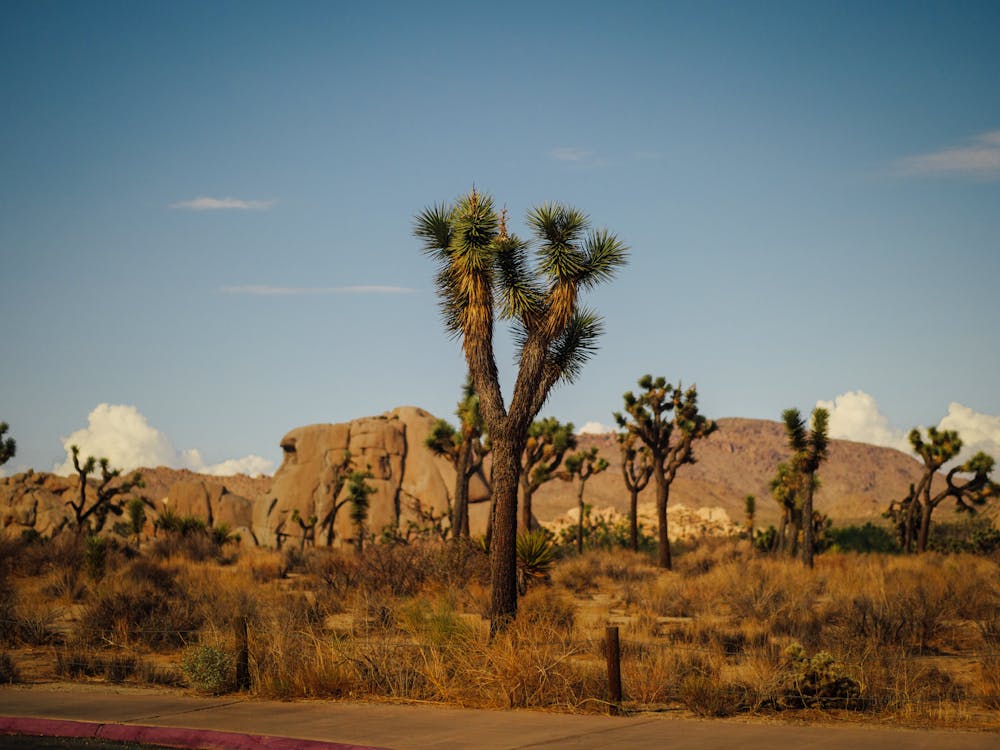 Desert Tress Under the Blue Sky