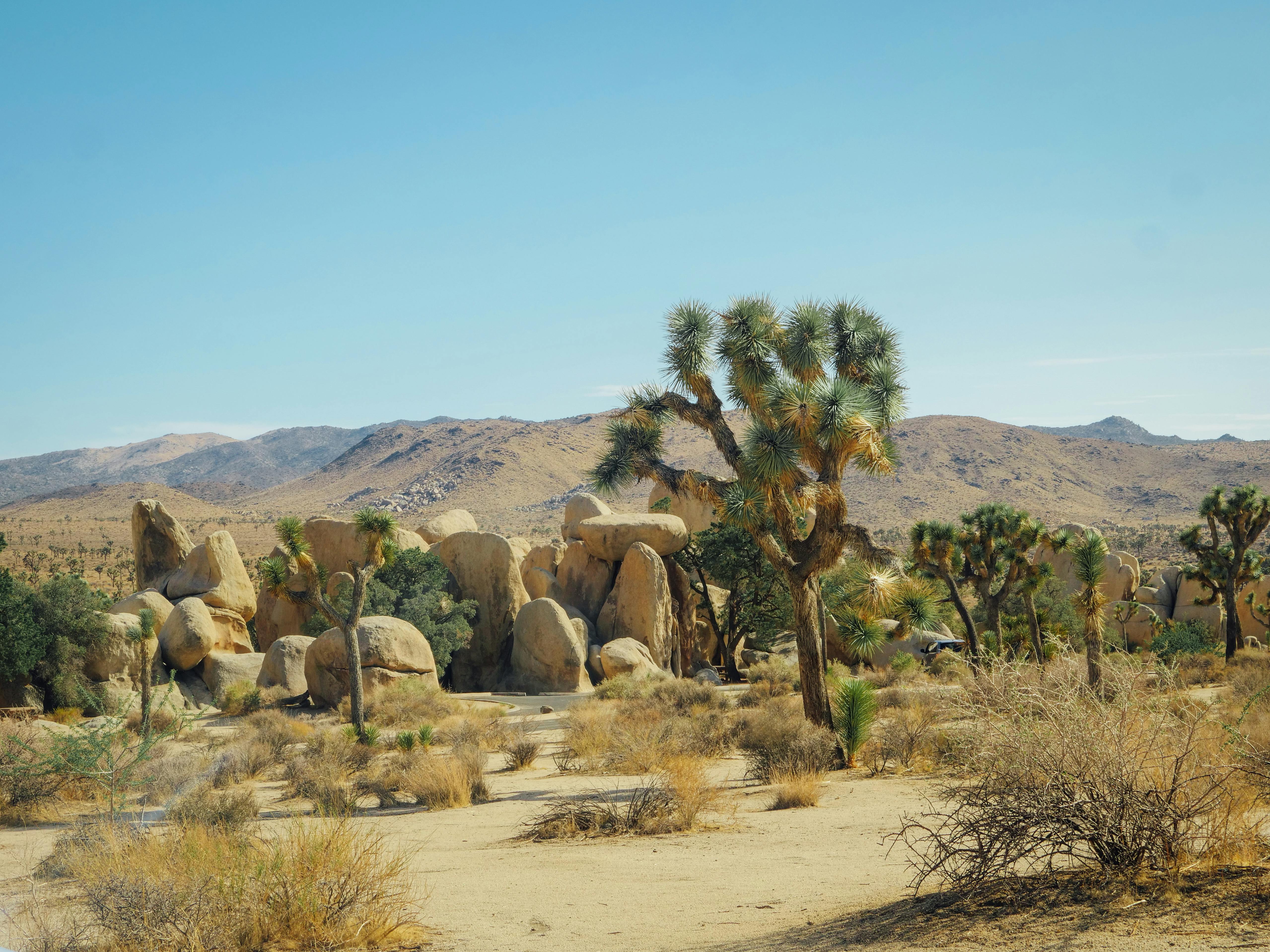 Joshua Tree National Park