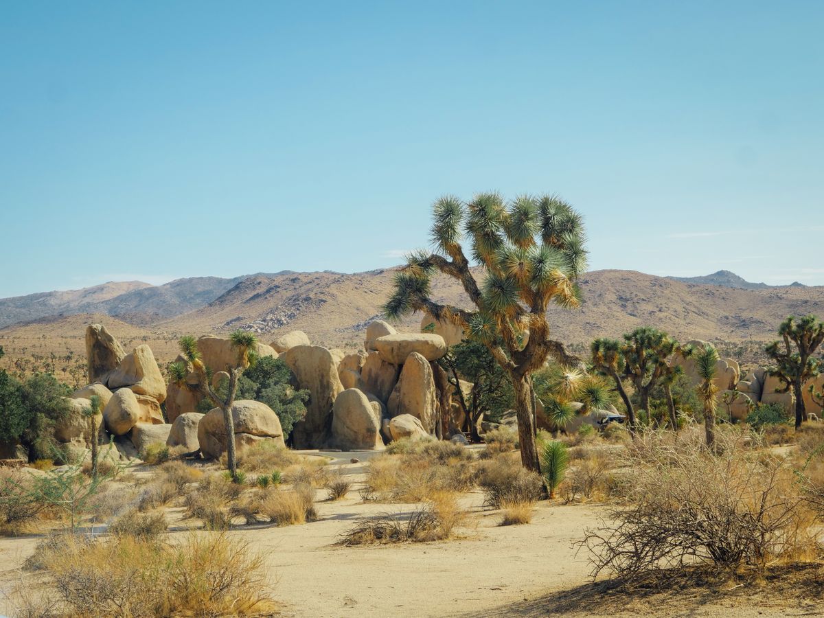 Joshua trees and granite boulders under a desert sky