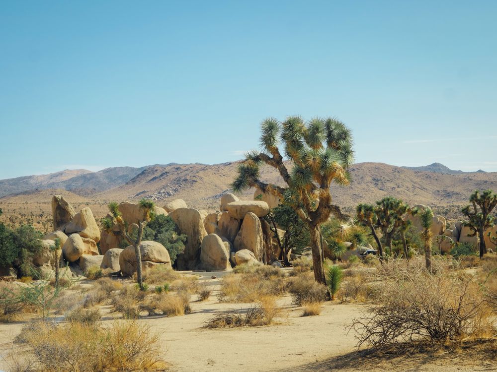 Big Rocks Behind Trees · Free Stock Photo