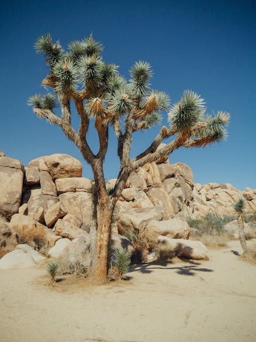 Gratis arkivbilde med california, joshua treet, lav-vinklet bilde Arkivbilde