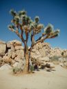 Rocks Behind a Joshua Tree