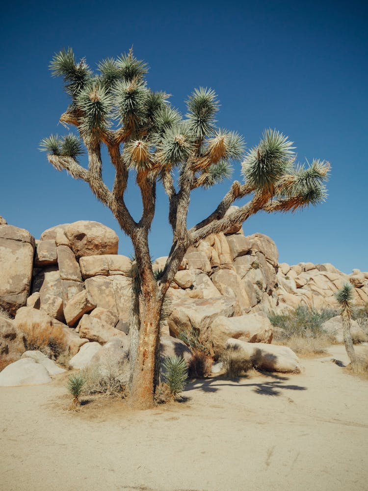 Rocks Behind A Joshua Tree