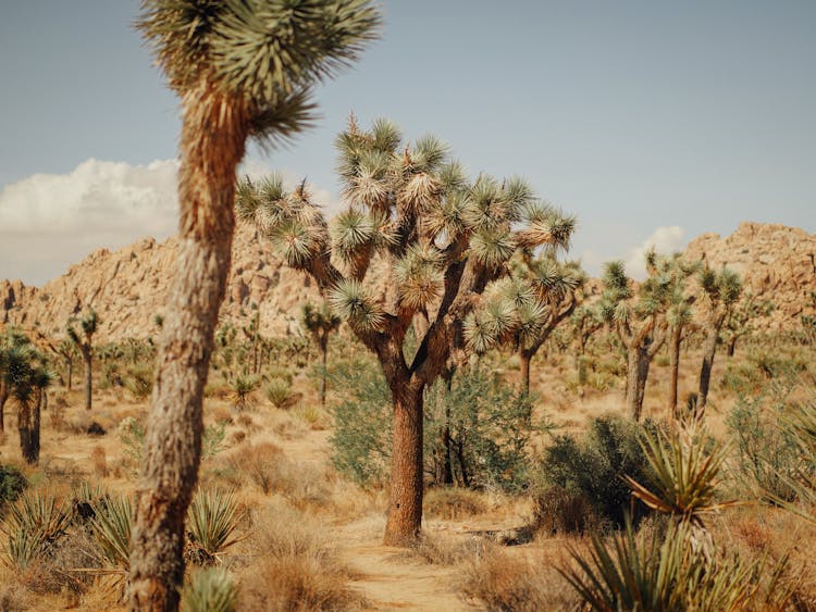 Joshua Trees On A Desert