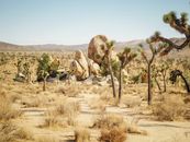 Landscape Photography of Joshua Tree National Park