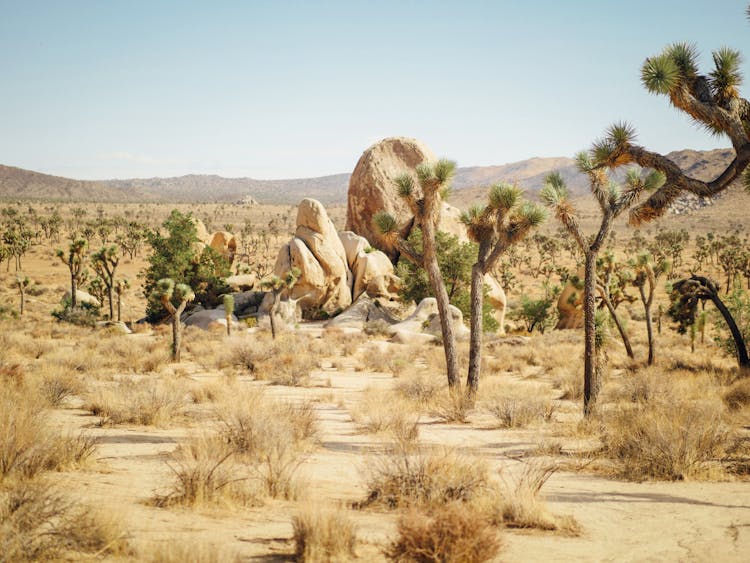 Landscape Photography Of Joshua Tree National Park