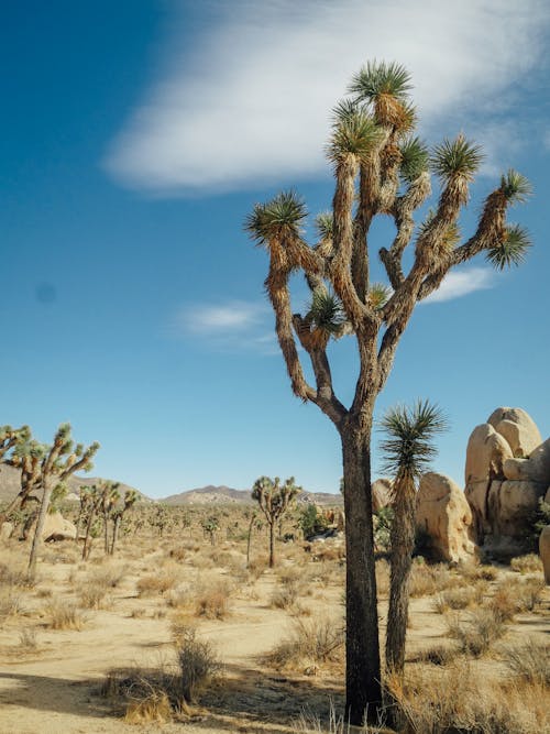 Tall Joshua Trees Near a Rock Formation