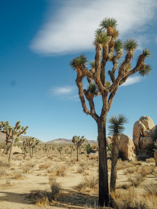 Free Majestic Joshua tree under a clear blue sky in the Mojave Desert, highlighting nature's resilience. Stock Photo