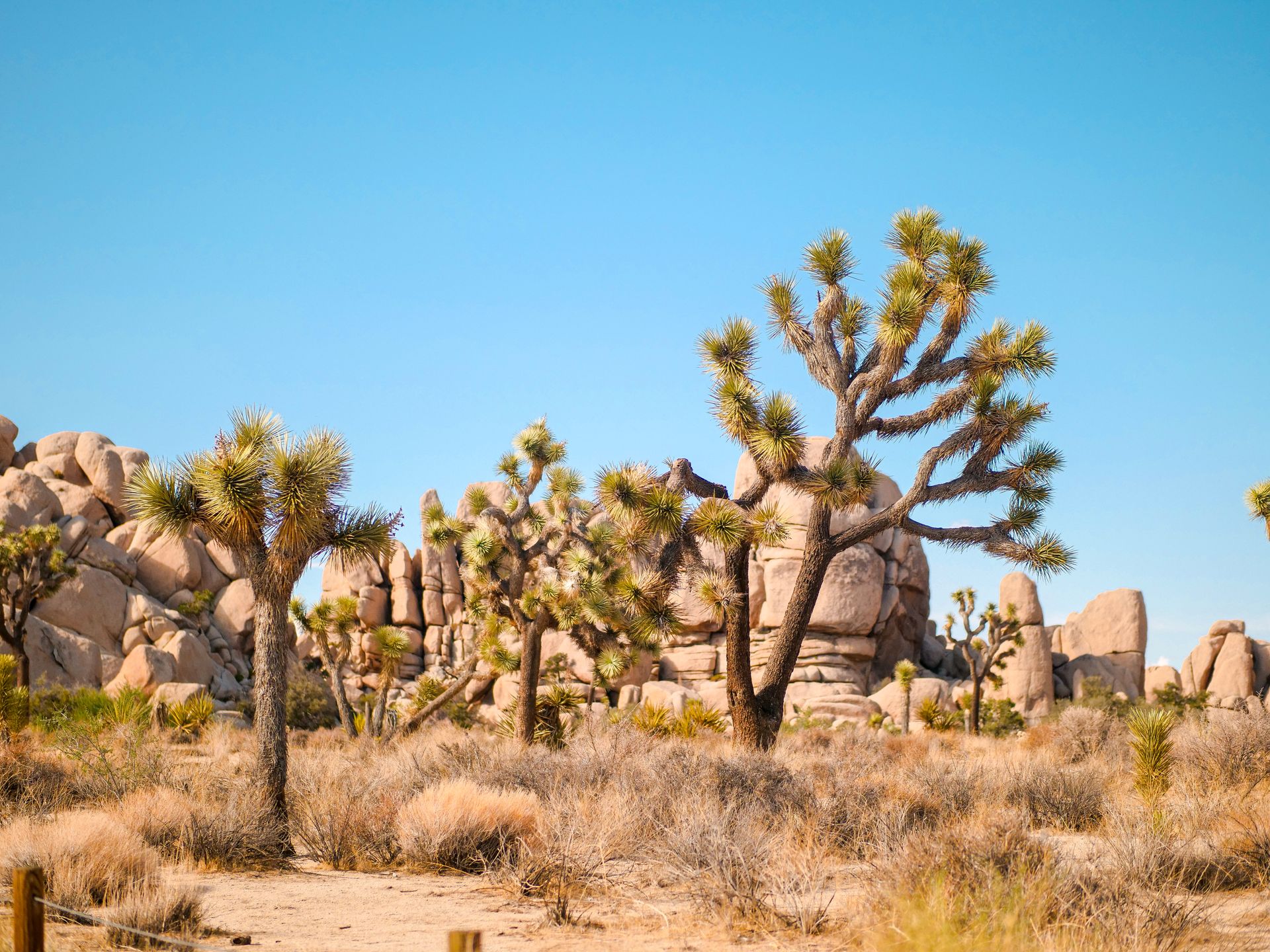 Joshua Trees on a Desert