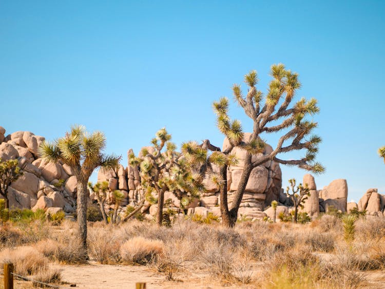 Joshua Trees On A Desert