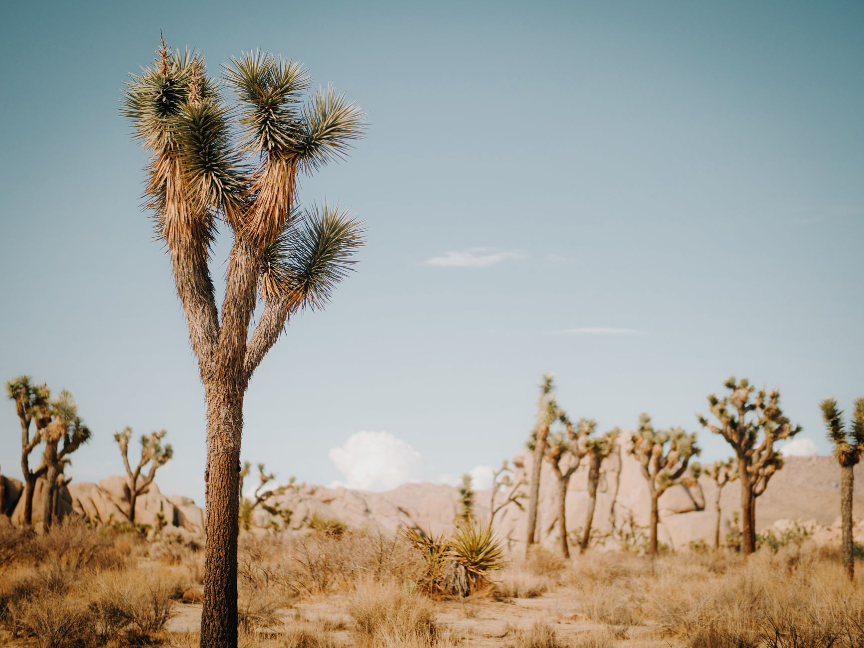 Joshua Tree