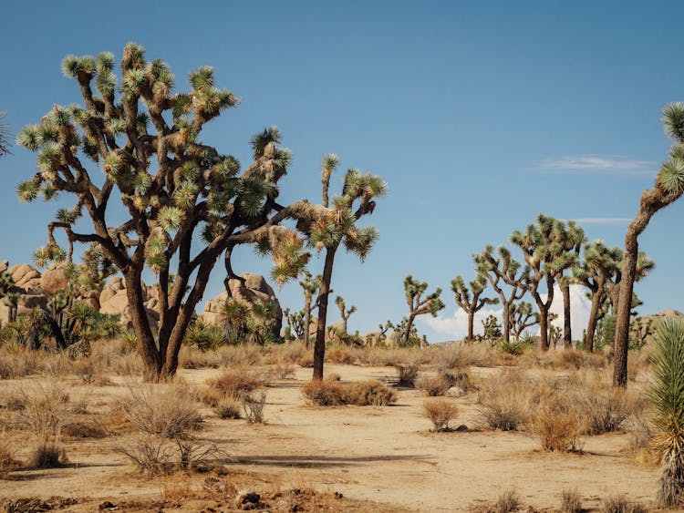 Joshua Trees On A Desert