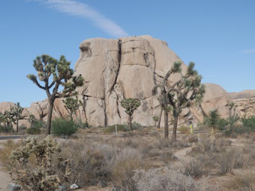 Brown Rock Formation Behind Tress