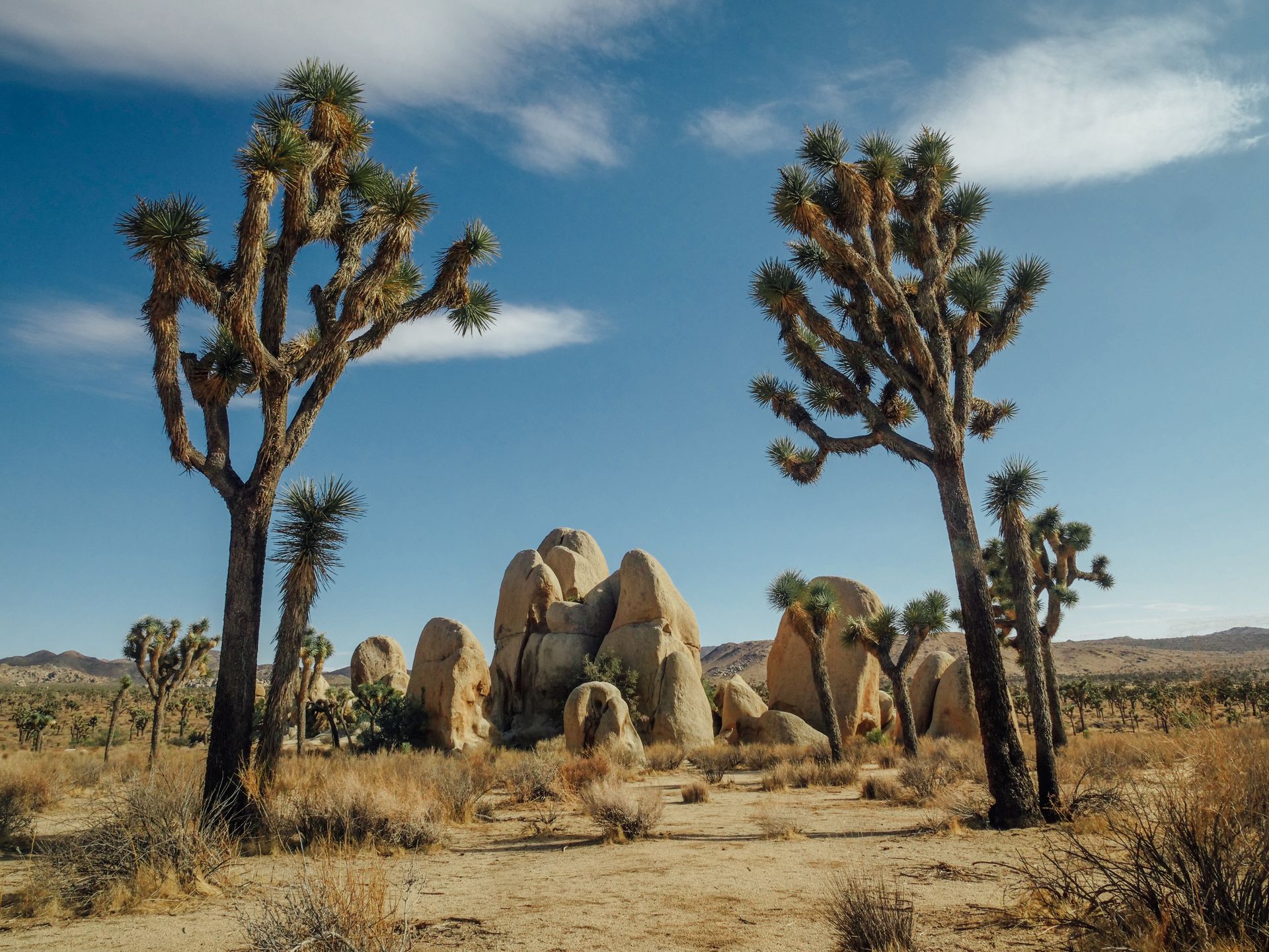 Joshua Trees on a Desert