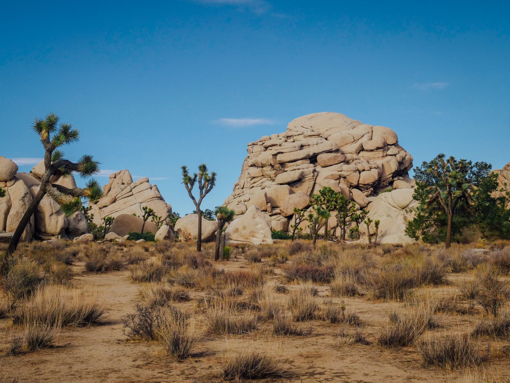 Joshua Tree