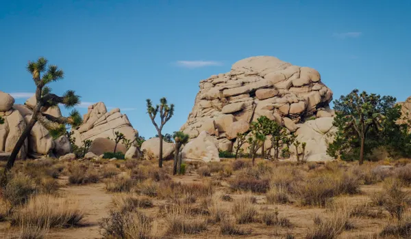 Chaos de rochers et arbres de Josué dans le parc national de Joshua Tree