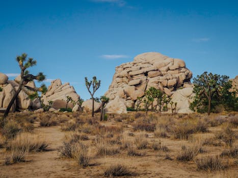 A breathtaking view of rock formations and Joshua trees under a clear blue sky in a desert landscape.