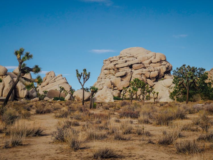 Joshua Trees On Brown Field