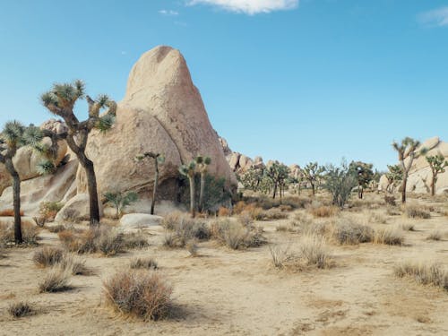 Cone Shaped Rock Formation Near trees