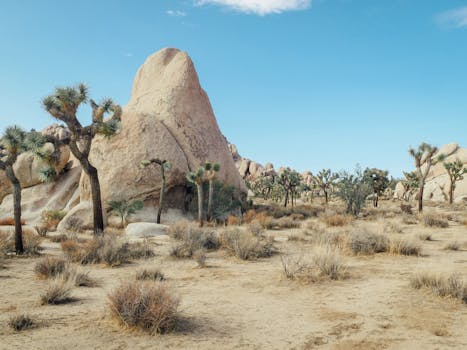 Beautiful desert scene with Joshua trees and rock formations under clear blue sky.