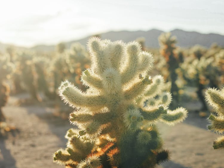 Cacti In Joshua Tree National Park 